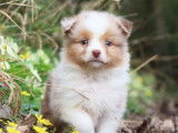 Chiots Berger Australien LOF à vendre