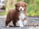 Chiots Berger Australien LOF à vendre