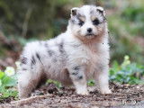 Femelle bleue merle Berger Australien LOF &agrave; vendre