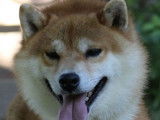 Etalon Shiba Inu roux LOF disponible pour saillie