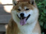 Etalon Shiba Inu roux LOF disponible pour saillie
