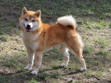 Etalon Shiba Inu roux LOF disponible pour saillie