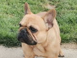 Etalon Bouledogue Fran&ccedil;ais fauve LOF disponible pour saillie