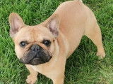 Etalon Bouledogue Fran&ccedil;ais fauve LOF disponible pour saillie