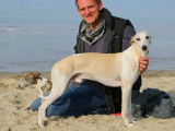 Etalon Whippet fauve LOF disponible pour saillie