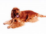 Etalon Cocker Spaniel Anglais
