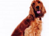 Etalon Cocker Spaniel Anglais