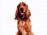 Etalon Cocker Spaniel Anglais