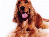 Etalon Cocker Spaniel Anglais
