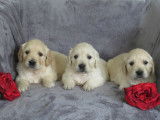 Chiots Golden Retriever LOF à réserver
