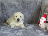Chiots Golden Retriever LOF à réserver