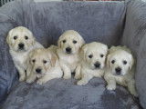 Chiots Golden Retriever LOF à réserver