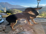 De type Chihuahua disponible pour saillie