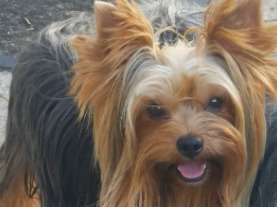 Etalon Yorkshire Terrier LOF disponible pour saillie