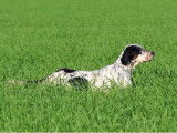 Etalon Setter Anglais champion de Field Trial LOF disponible pour saillie
