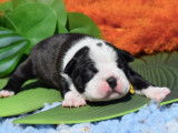 Chiots Boston Terrier LOF à réserver