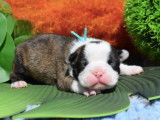Chiots Boston Terrier LOF à réserver