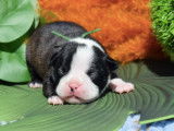 Chiots Boston Terrier LOF à réserver