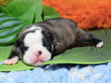Chiots Boston Terrier LOF à réserver