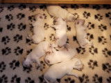 Chiots Golden Retriever LOF à réserver