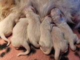 Chiots Golden Retriever LOF à réserver