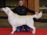 Etalon Golden Retriever sable LOF disponible pour saillie