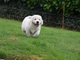 Etalon Golden Retriever sable LOF disponible pour saillie