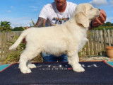 Etalon Golden Retriever sable LOF disponible pour saillie