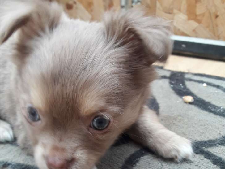 Chiot Chihuahua mâle à vendre