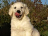 Etalon Golden Retriever sable LOF disponible pour saillie