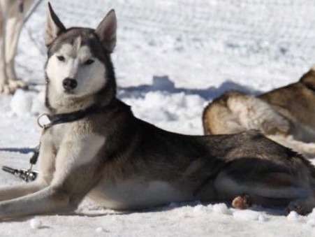 Etalon Husky Sibérien LOF typé loup disponible pour saillie