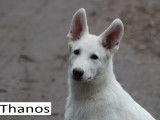 Chiots Berger Blanc Suisse LOF disponible de suite