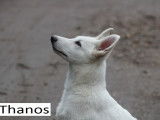 Chiots Berger Blanc Suisse LOF disponible de suite