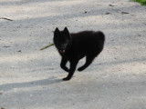 Superbe chiot mâle Schipperke LOF noir, disponible