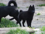 Superbe chiot mâle Schipperke LOF noir, disponible