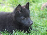 Superbe chiot mâle Schipperke LOF noir, disponible