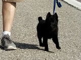 Superbe chiot mâle Schipperke LOF noir, disponible