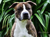 Etalon American Staffordshire Terrier LOF bringé et blanc disponible pour saillie