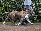 Etalon American Staffordshire Terrier LOF bringé et blanc disponible pour saillie
