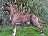 Etalon American Staffordshire Terrier LOF bringé et blanc disponible pour saillie