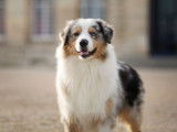 Etalon Berger Australien bleu merle LOF disponible pour saillie