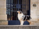 Etalon Berger Australien bleu merle LOF disponible pour saillie
