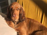Cocker Spaniel Anglais pour saillie