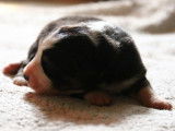 Chiots Berger Australien LOF à réserver