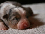 Chiots Berger Australien LOF à réserver