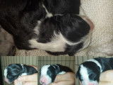 Chiots Border Collie