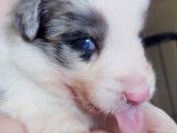 Chiots Border Collie