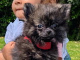 Magnifiques Spitz nain poméranien