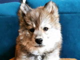 Magnifiques chiots Pomsky test&eacute;s Embark &agrave; vendre