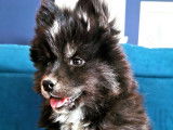 Magnifiques chiots Pomsky test&eacute;s Embark &agrave; vendre